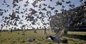 web-racing-pigeons-getty.jpg